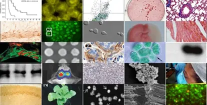 ImageTwin图片查重系统功能展示